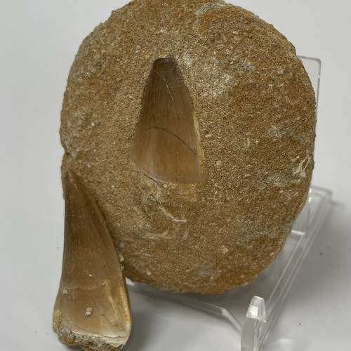 Mosasaur tooth bundle with - tooth,
