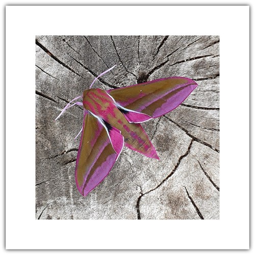 Elephant hawk moth - elephant,