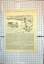 Old Novice Greyhound Hare