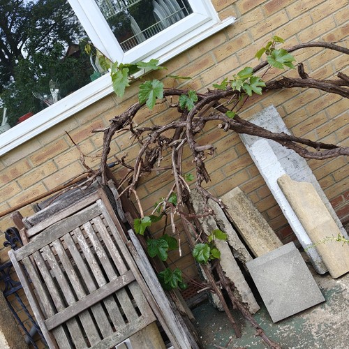 Mature grape fruit - fruit, plant