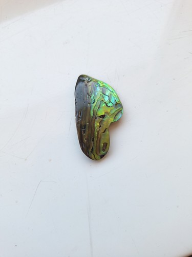 Abalone shell see pictures - see,