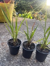 Crocosmia flower Plants 3 x in