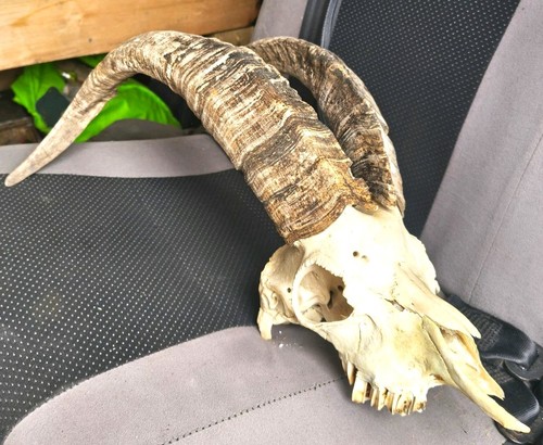 Wild mountain goat skull and - mountain,