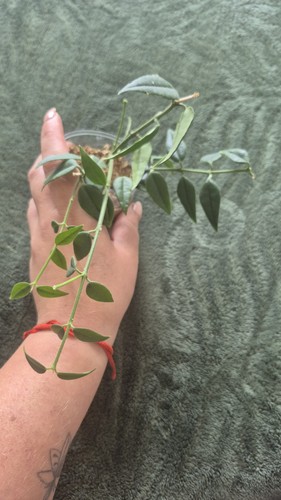 Hoya bella rooted small plant - hoya,