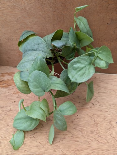 Rare scindapsus silver - scindapsus,