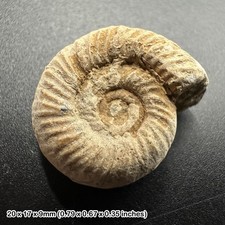 Genuine Perisphinctes Ammonite