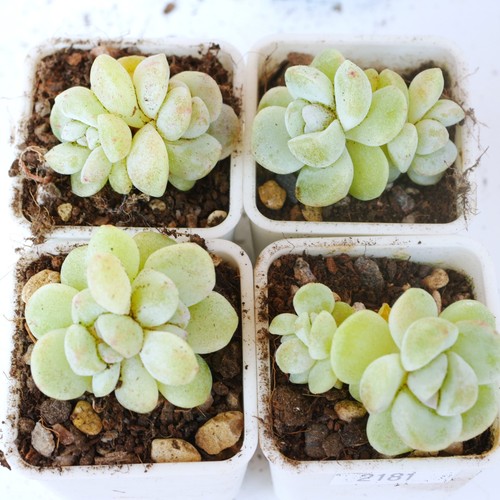 Echeveria ice green - echeveria, monstrous
