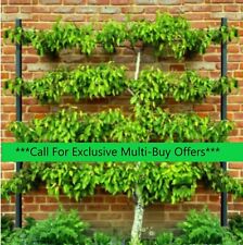 HIGH QUALITY – HEAVY DUTY STEEL - INDIVIDUAL - ESPALIER FRUIT TREE SUPPORT POLES