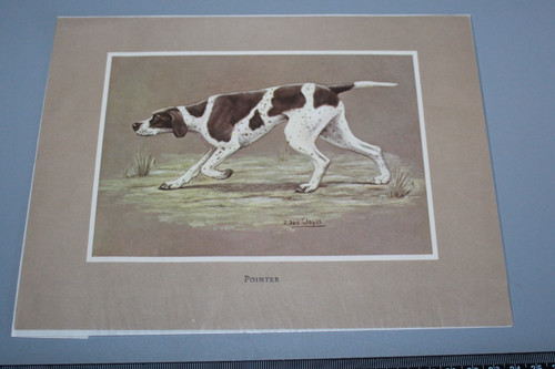 Vintage des clayes pointer - j,