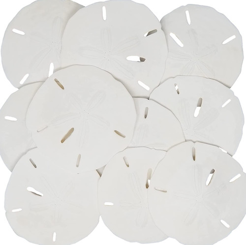 White sand dollars 3 5 - white,