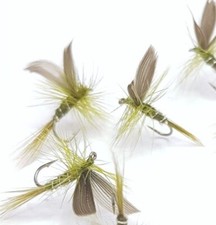 Rough Olive Classic Winged