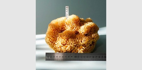 20cm sea sponges from - 18-20cm,