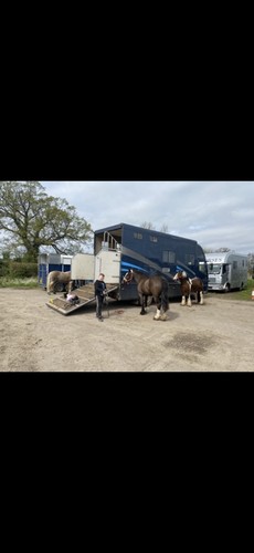 Horse box tone - horse, 7.5
