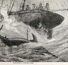 Harpooning Swordfish From Boat