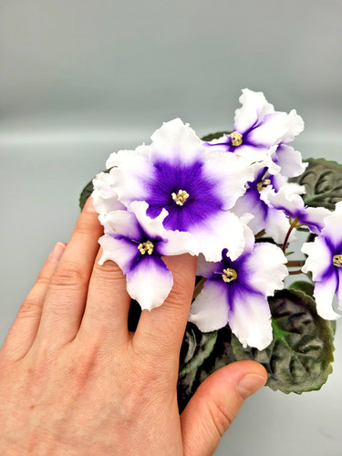 African violet standard - violet|,