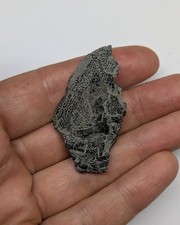 Rare Partial Dapedium Fossil Fish Skull From Charmouth. Jurassic Coast.