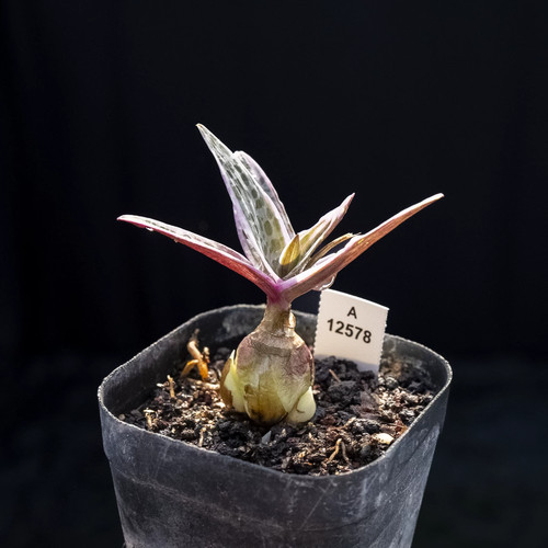 2pieces 2cm seedgrwoth - 2pieces, 1.5-2cm