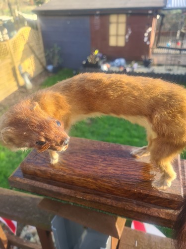Vintage taxidermy stoat - vintage,