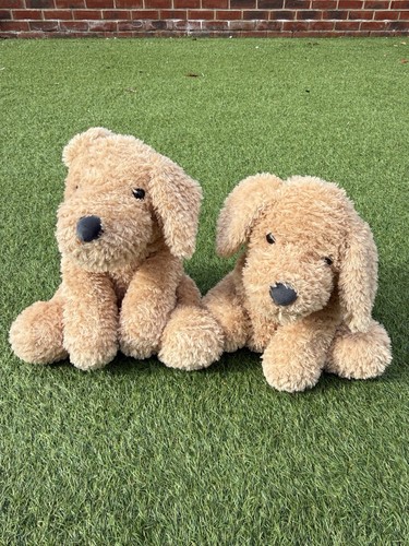 Sainsburys cockapoo puppy - cockapoo,