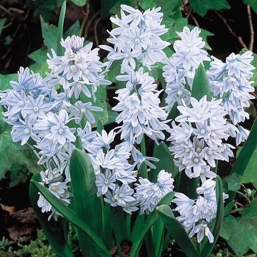 Puschkinia schilloides - puschkinia,
