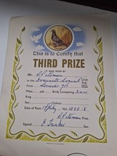 Vintage pigeon racing - vintage,