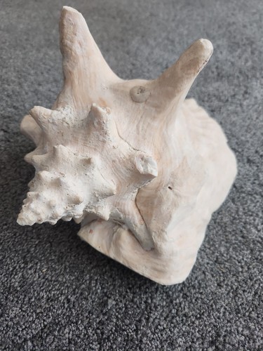 Vintage large queen conch - vintage,