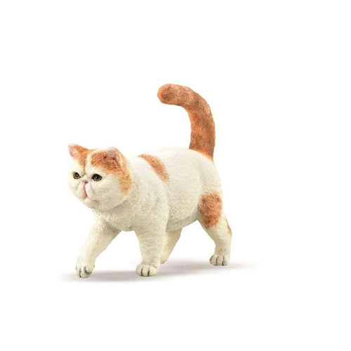 Exotic short haired - short-haired, cat