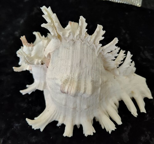Murex shell - murex,
