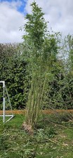 13ft Tall, 2ft Wide, Extra