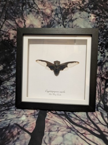 Black wing cicada - wing,