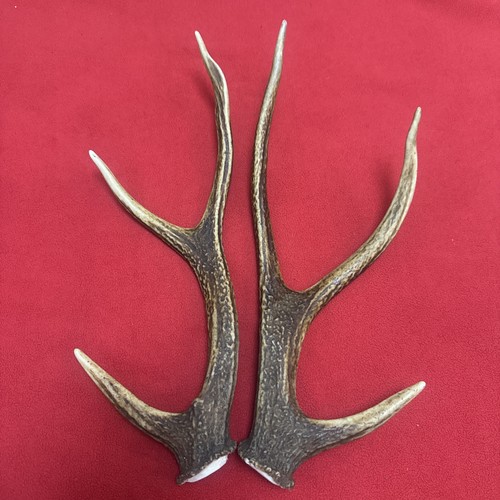 Pair sika deer - pair,