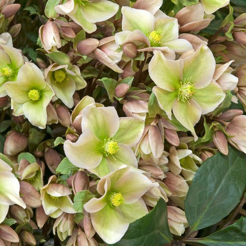 Helleborus winter sunshine - winter,