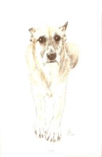 Lurcher Open Edition Art Print