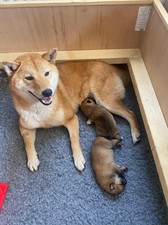 1m x 1m Whelping Box for medium size dog