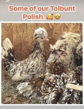 6 Tolbunt Polish Chicken