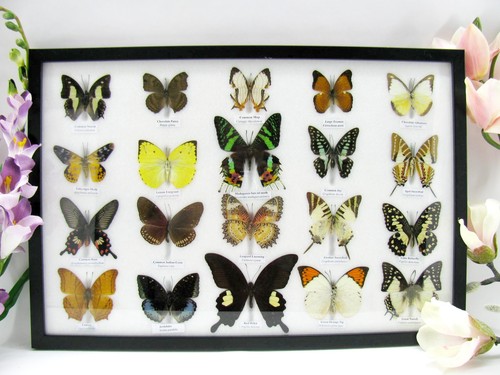Beautiful butterfly - beautiful,