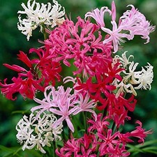 Pretty Imported Nerine lily