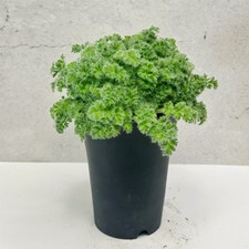 Pelargonium triste