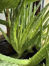 Sml/med Aloe Vera Plant - Bare Rooted cutting (barbadensis) Succulent /medicinal