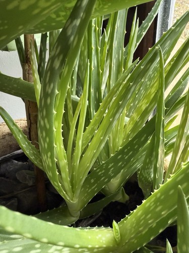 Sml med aloe vera plant - plant, bare