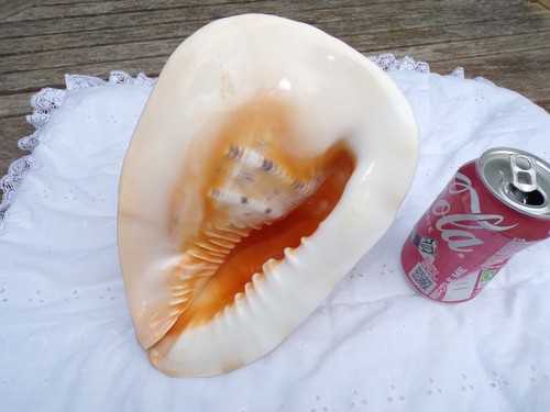 Extra large conch shell - large,
