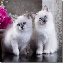 Doodlecards Cat Birthday Card Ragdoll Kittens