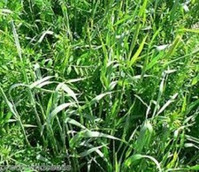 RYE & VETCH TARES  Winter Hardy Green Manure Seed 50g to 25 kg  Bulk , wholesale