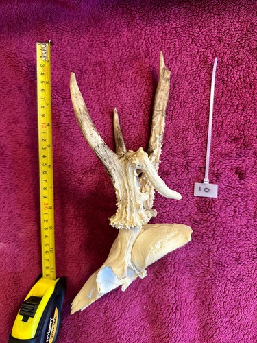 Roe buck skull taxidermy - roe,