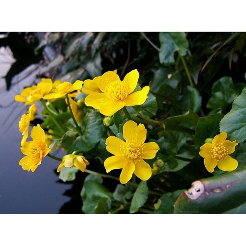 Marsh marigold caltha - x,