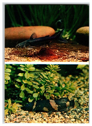 Mystus mica leiocassis - mystus,