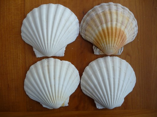 Large sea shells 5cm 5 - sea,