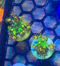 USA Grand Master Goni