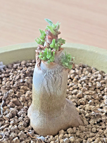 Cyphostemma uter var - ., macropus