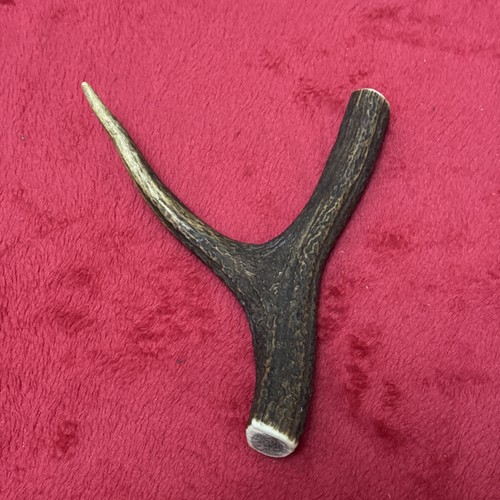 One piece deer - deer, antler,